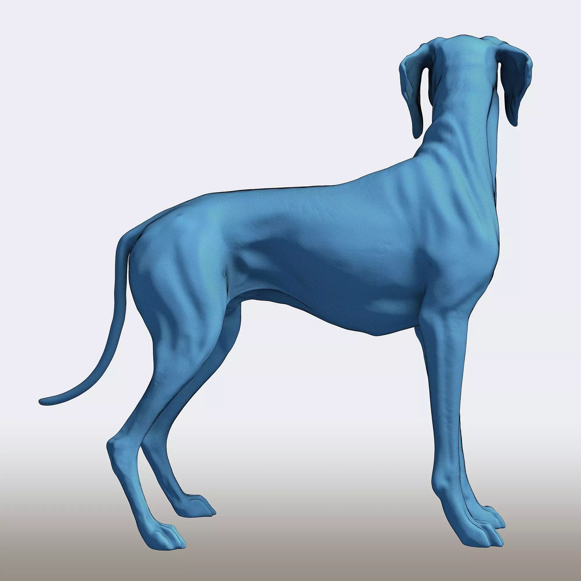 Vizsla Dog Statue Hungarian Pointer Breed Model  3D print model_9