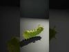 Spiky Green Cucumber model pack Low-poly 3D model_2