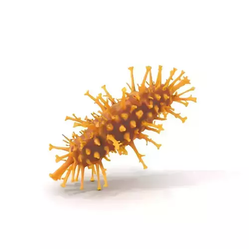 Golden Sea Cucumber model pack Low-poly 3D model