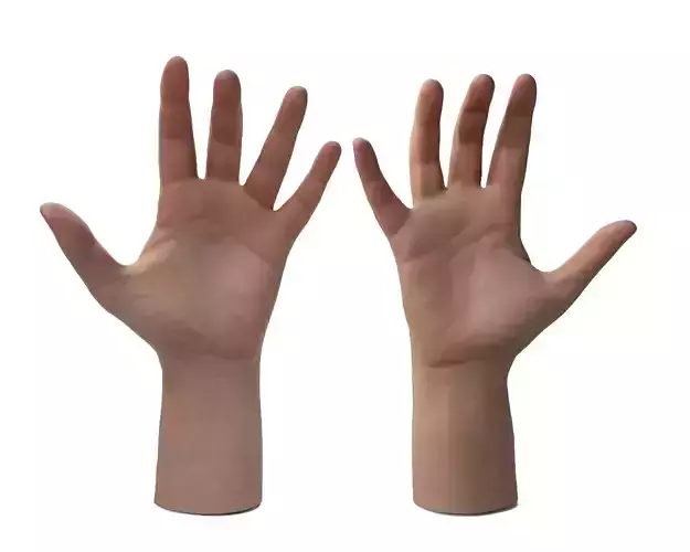 Female Hands 3D model Female Hands 3D model