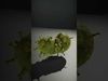 Alien Fruit Textured model pack Texture_2