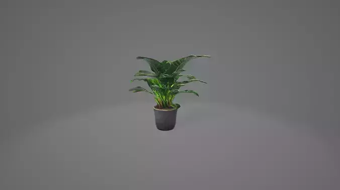 Indoor plant