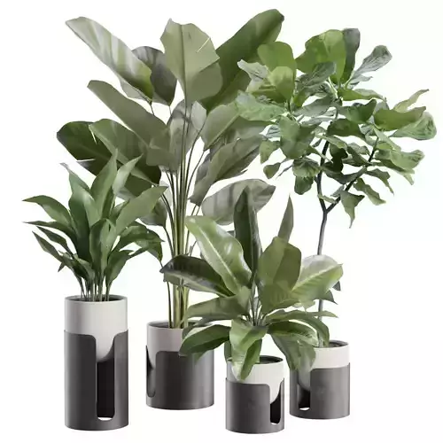 Indoor Plants Pack 101