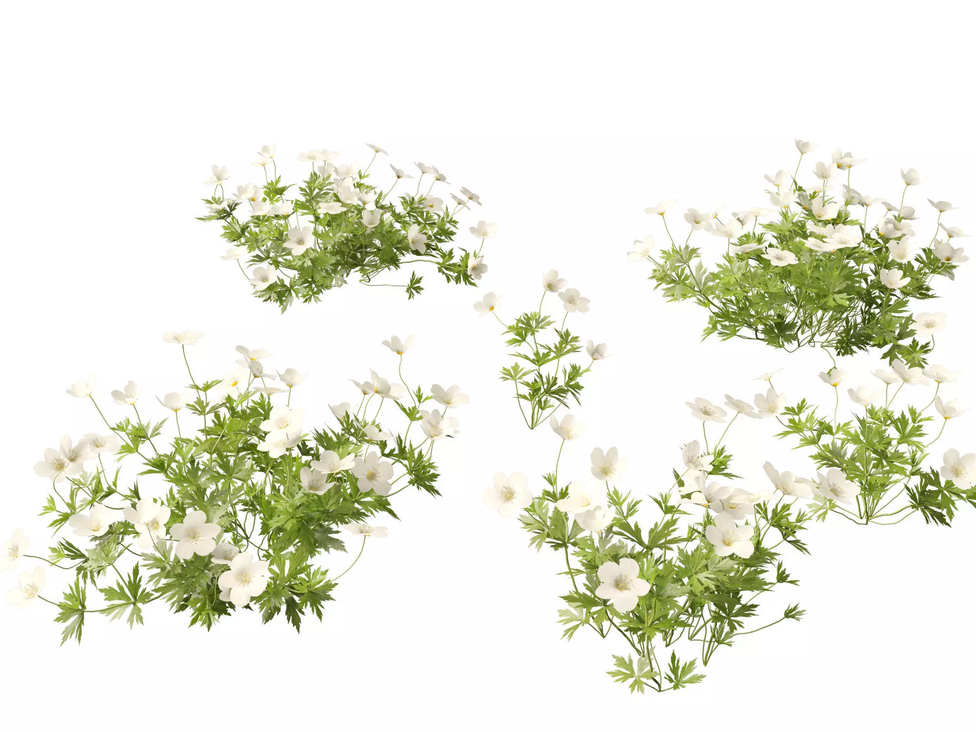 Groundcovers Pack 23 3D model_4