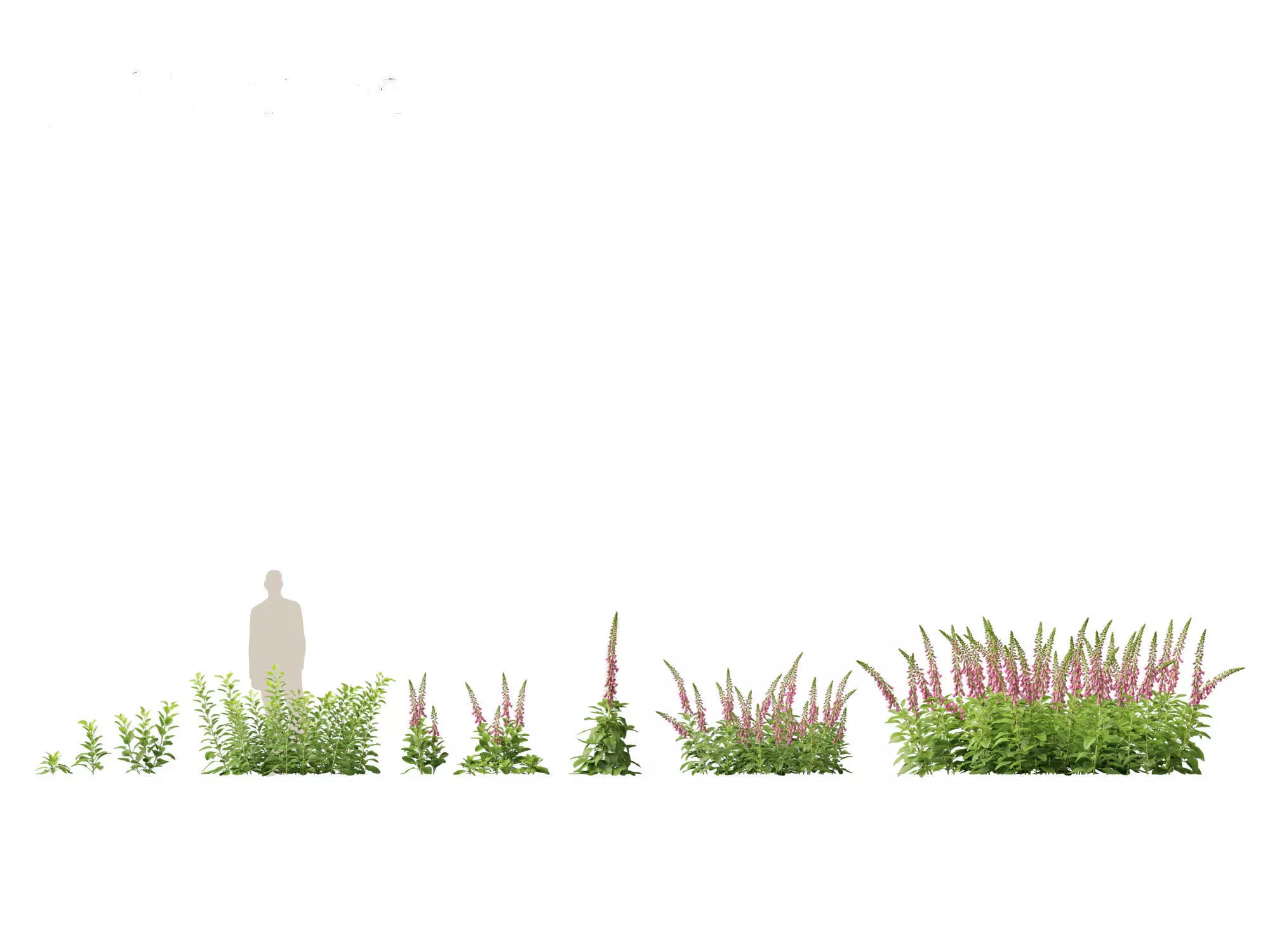 Groundcovers Pack 23 3D model_7