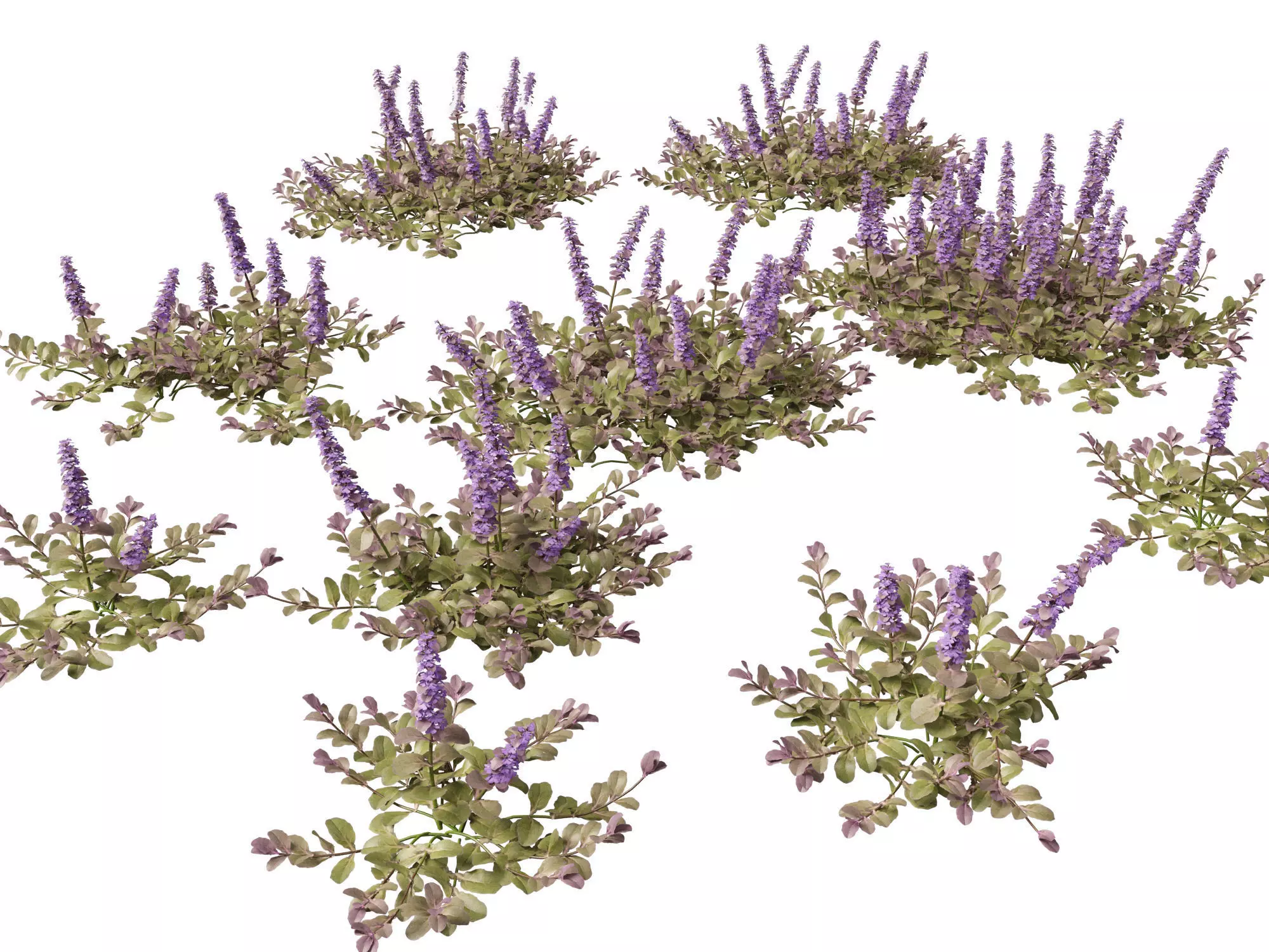 Groundcovers Pack 23 3D model_2