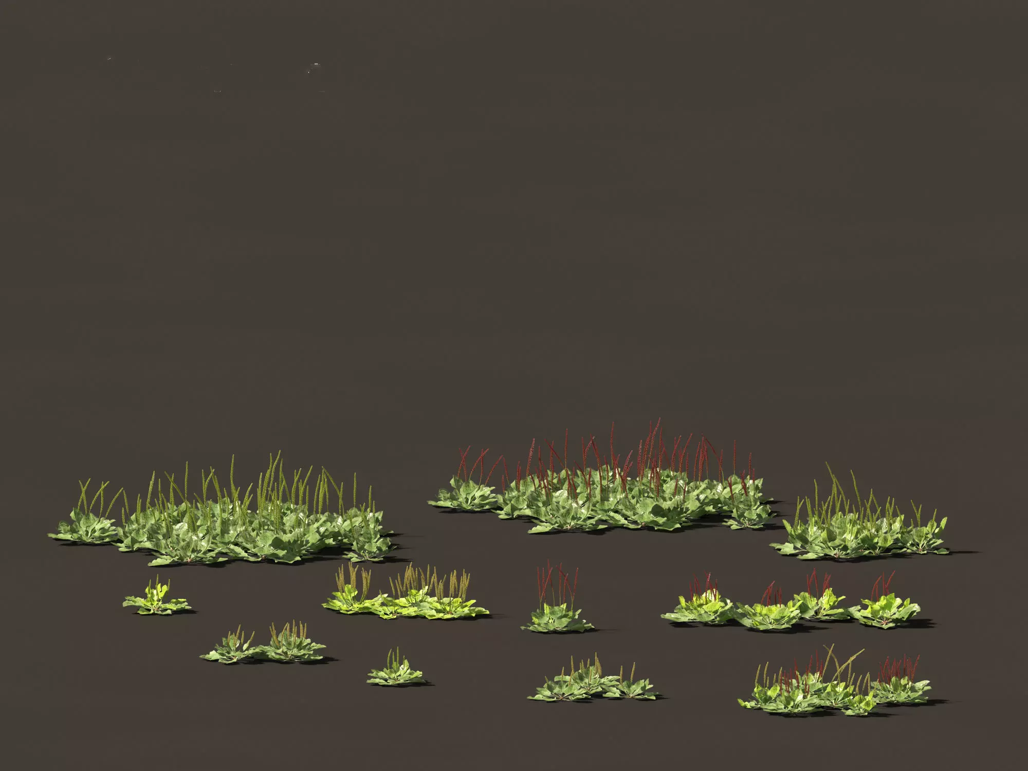 Groundcovers Pack 23 3D model_18
