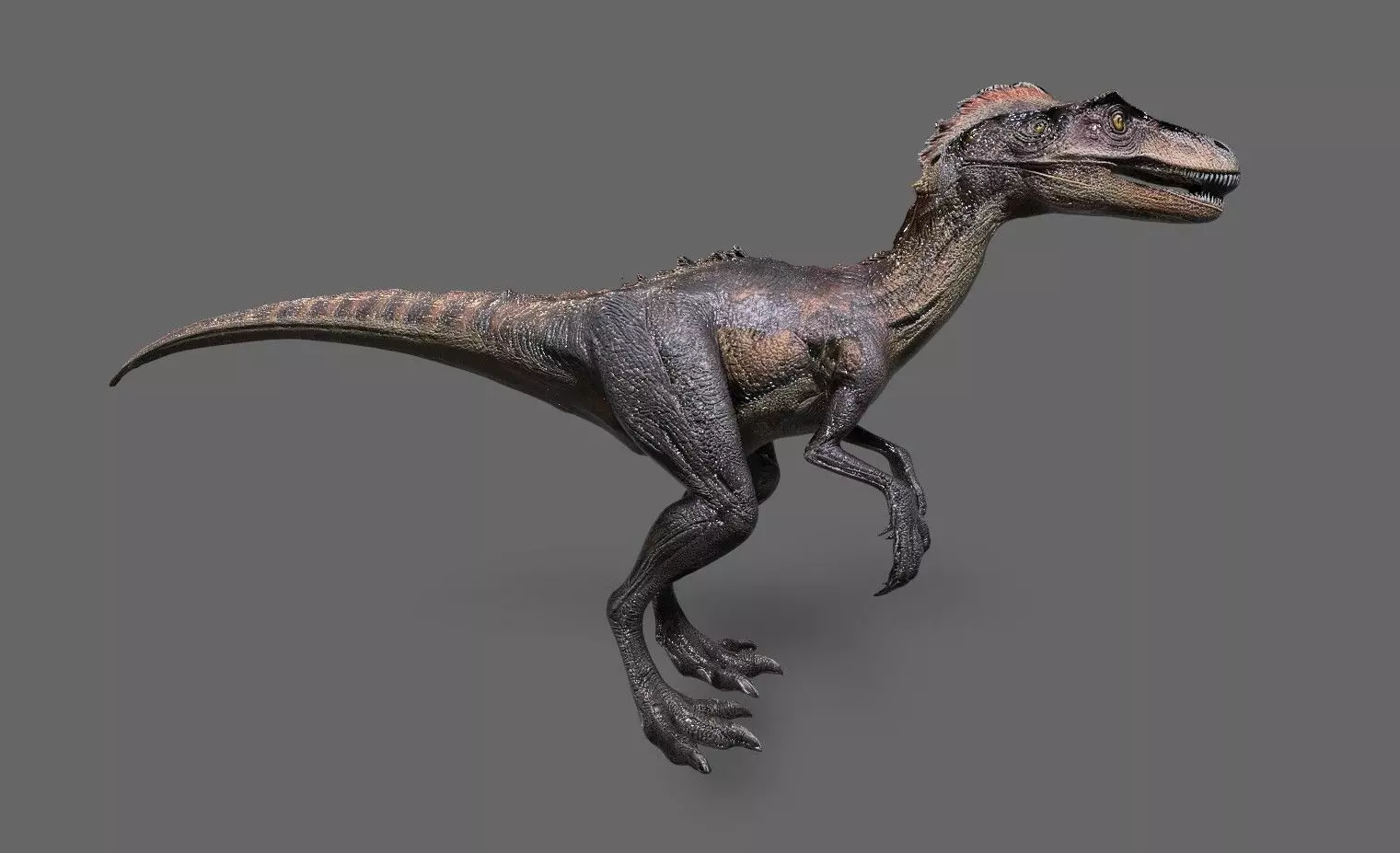 Dinosaurs Pack 6 Low-poly 3D model_10