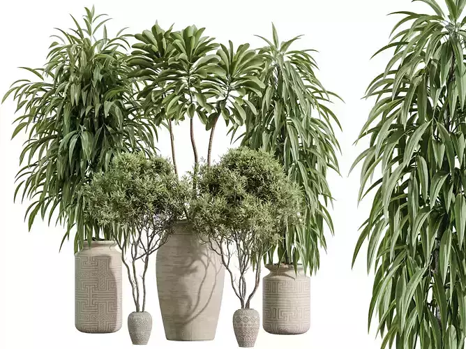 AV Indoor Plants Set 376 Olive Ficus Euphorbia Drupifera