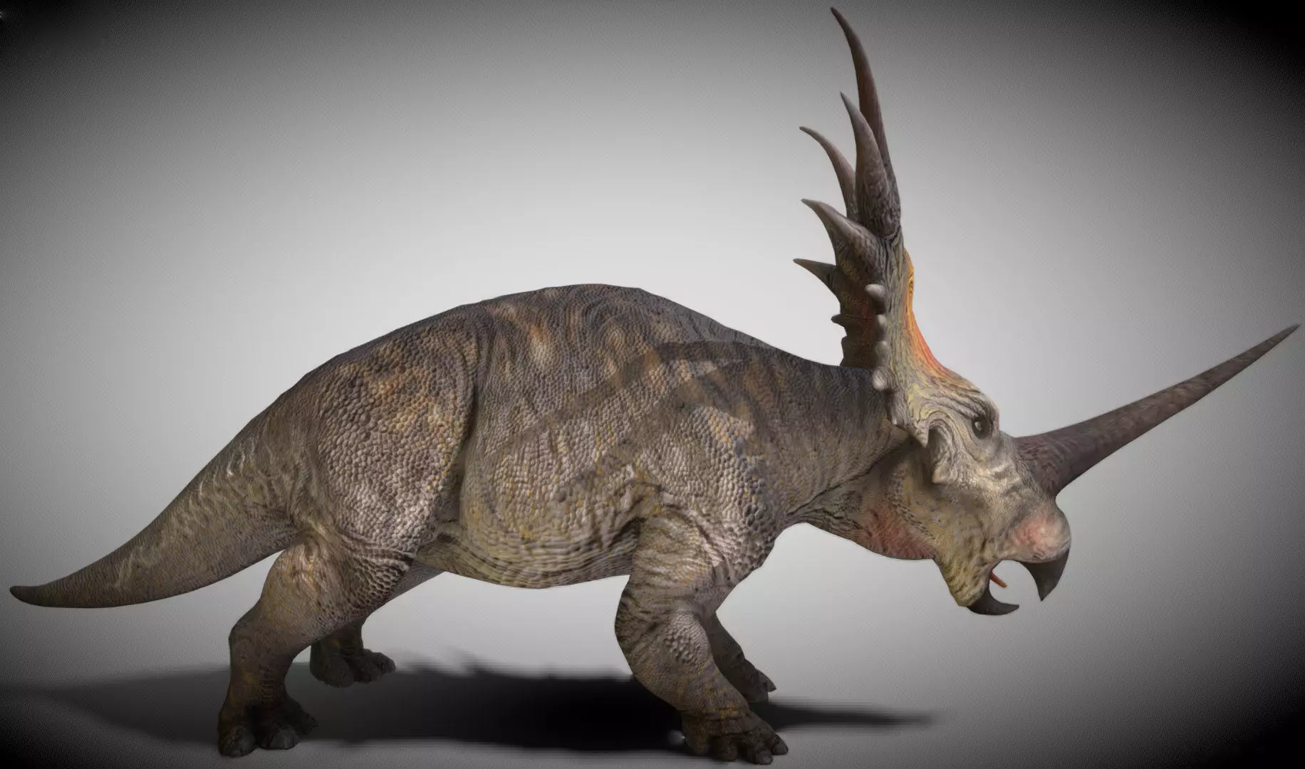 Styracosaurus V2 Low-poly 3D model_8