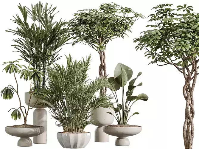 AV Indoor Plants Set 377 Ficus Banana Schefflera Rhapis