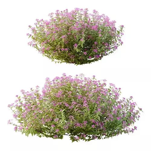 Spirea Japonica Bush 02