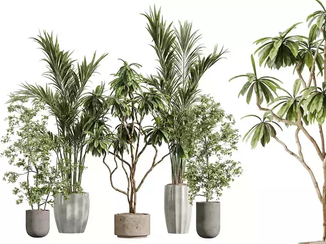 AV Indoor Plants Set 378 Olive Ficus Cyathistipula Areca Palm
