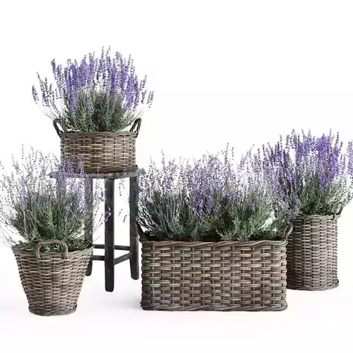 Lavender in Wicker Baskets  3D Model Set