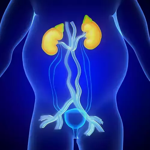 human urinary system anatomy