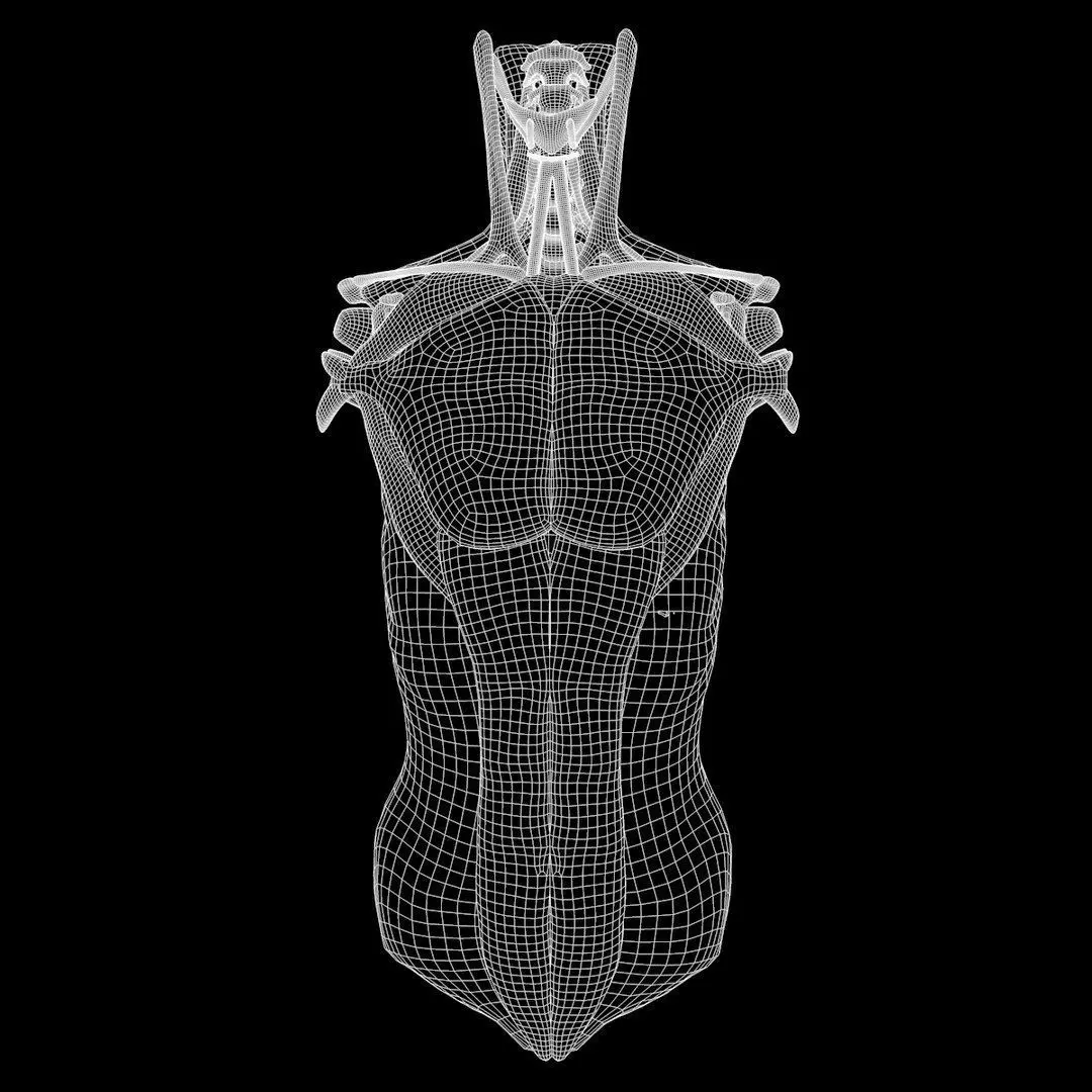 Full Body Muscle Anatomy 3D model_22