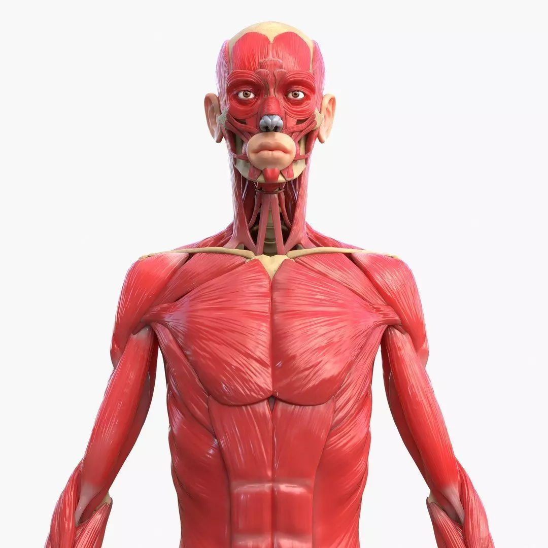 Full Body Muscle Anatomy 3D model_4