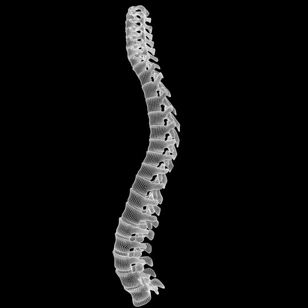 Full Body Muscle Anatomy 3D model_24