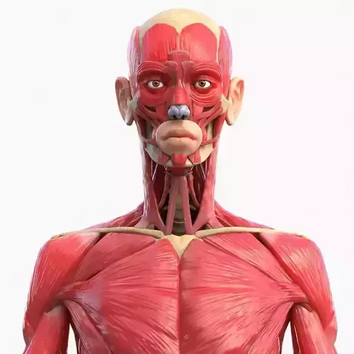 Full Body Muscle Anatomy