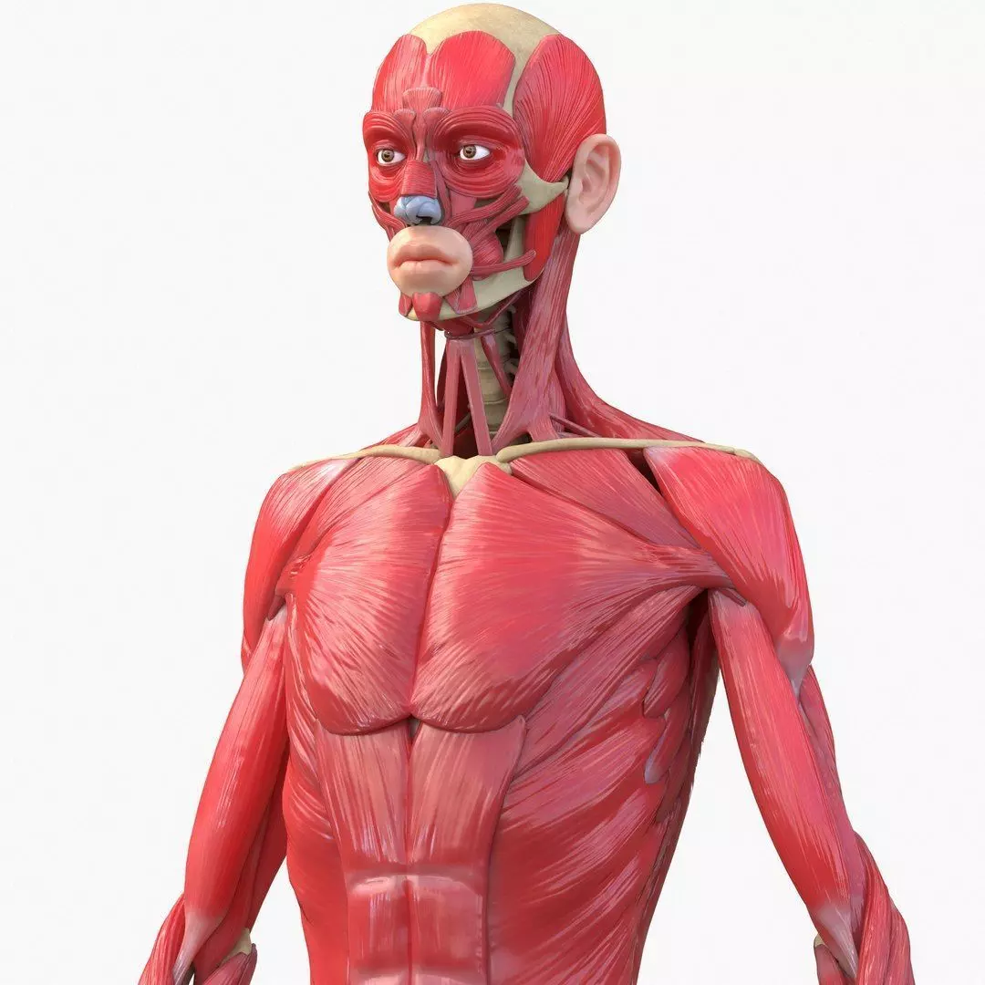 Full Body Muscle Anatomy 3D model_3