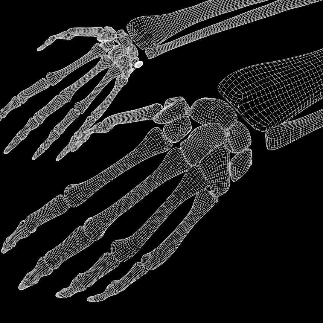 Full Body Muscle Anatomy 3D model_26