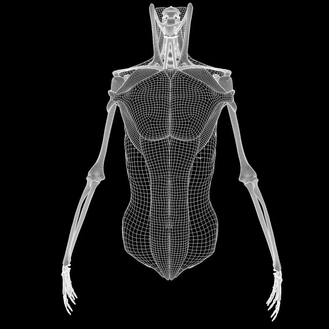 Full Body Muscle Anatomy 3D model_25