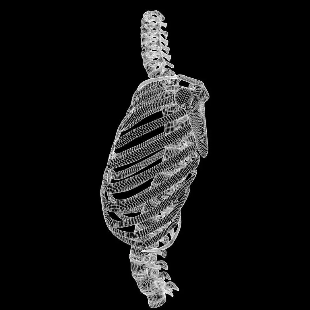 Full Body Muscle Anatomy 3D model_23