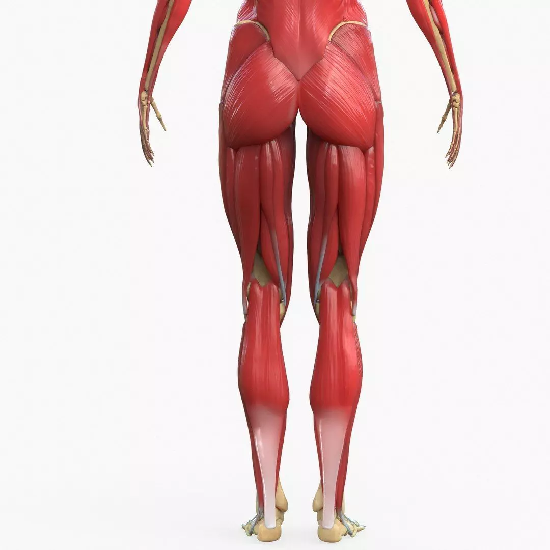 Full Body Muscle Anatomy 3D model_10