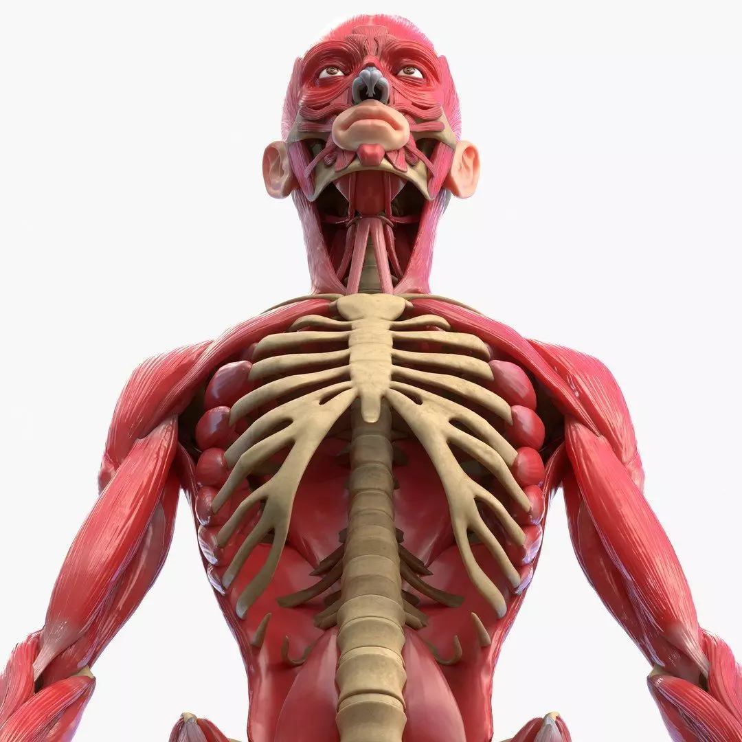 Full Body Muscle Anatomy 3D model_12