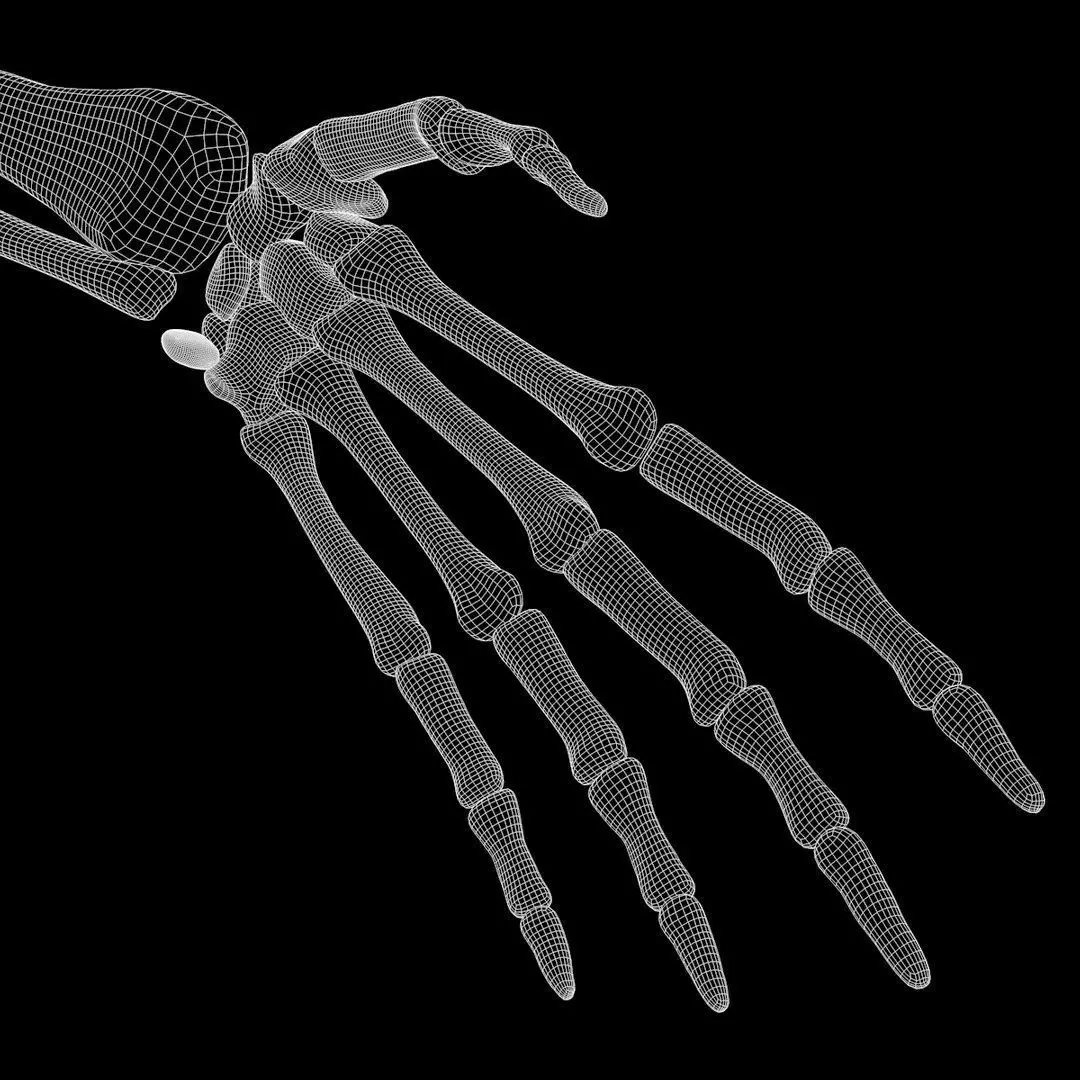 Full Body Muscle Anatomy 3D model_21