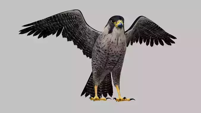 Realistic 3D Falcon Rigged Animated Fully Textured 3D model