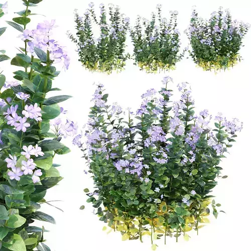 Periwinkle Bush Vol 316