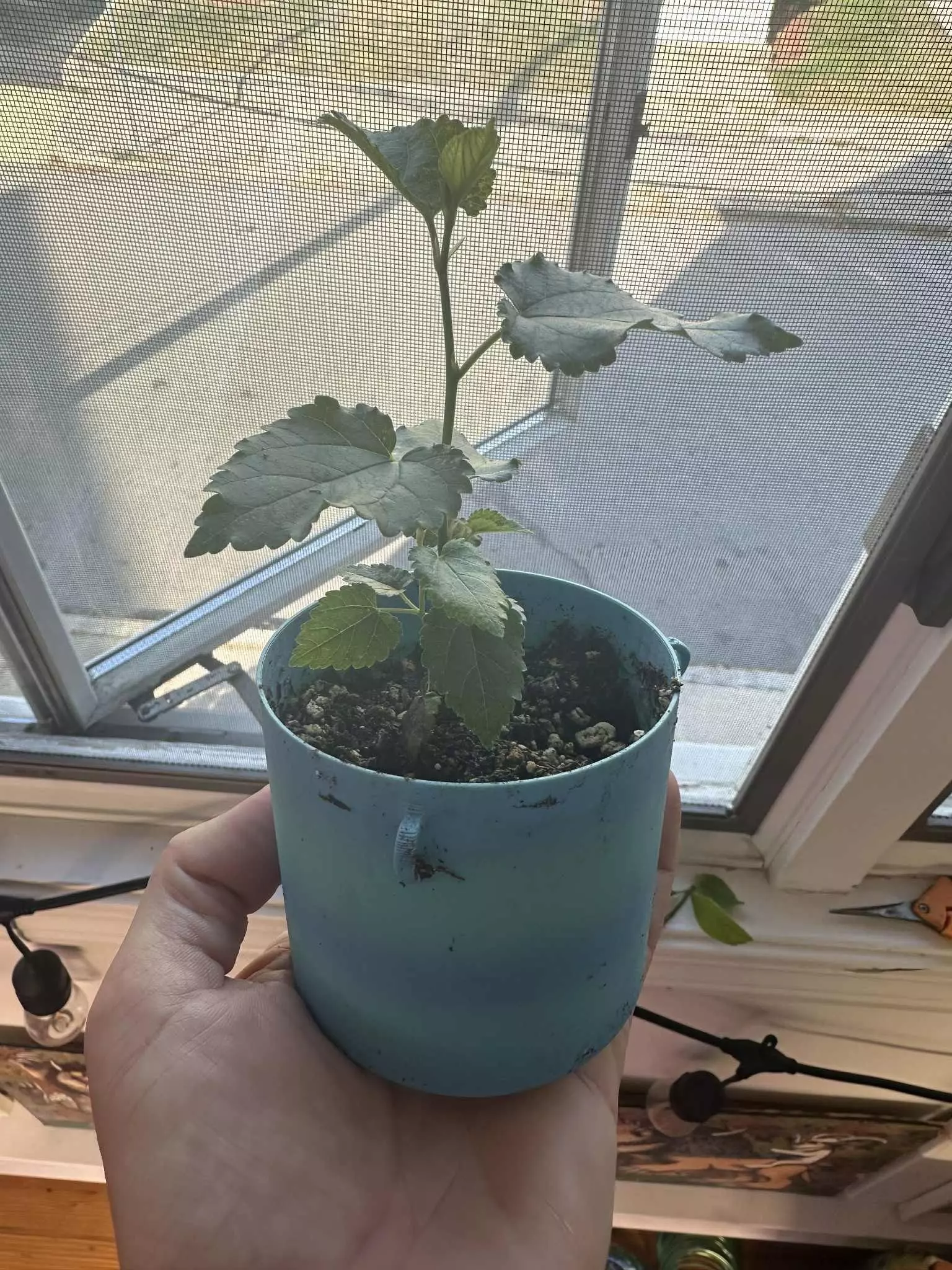 Teacup sized planter for small plants or bonsai 3D print model_0