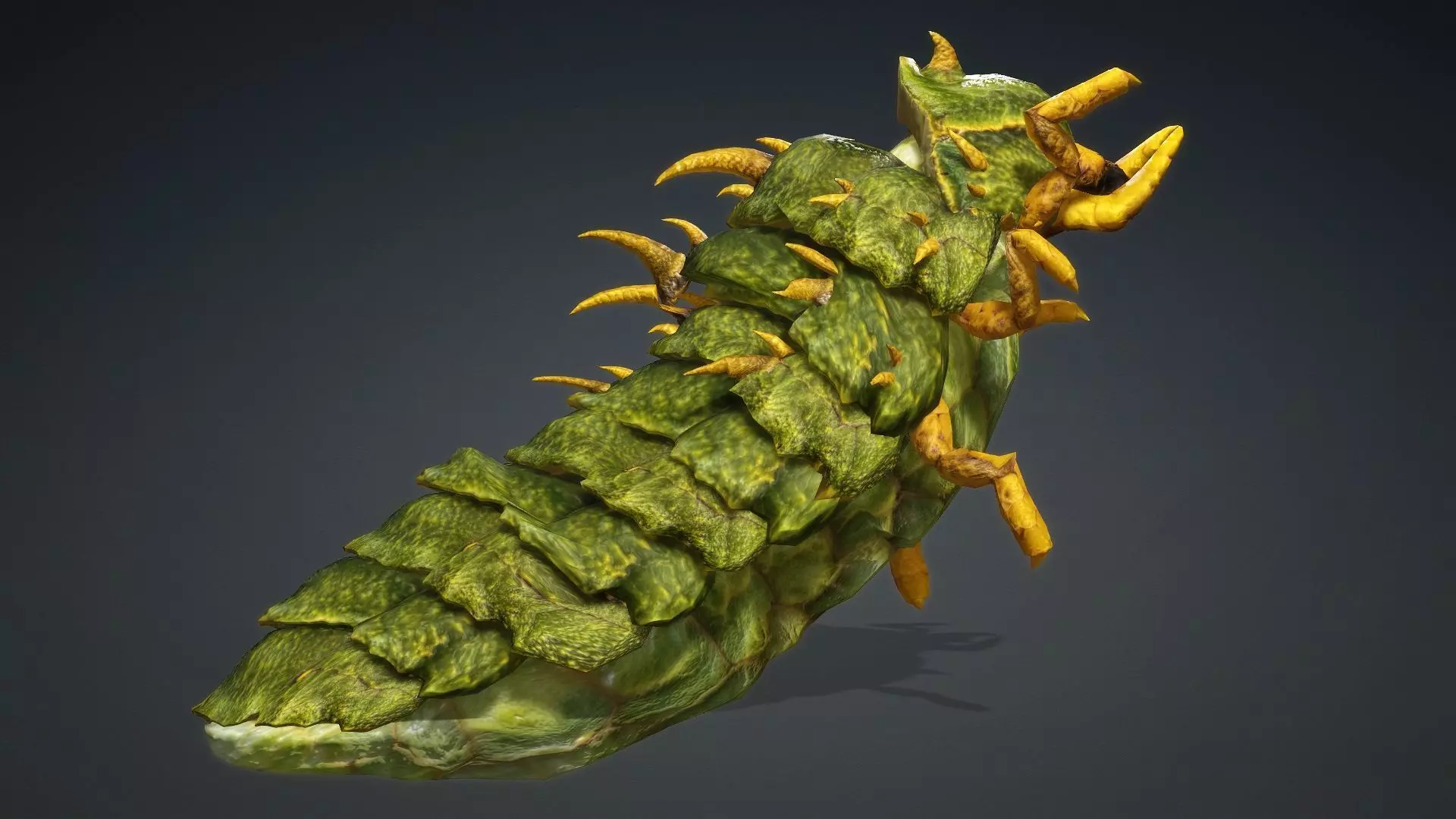 Larval-V2c 3D model_4