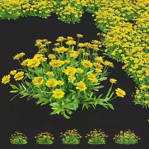 Coreopsis grandiflora flower