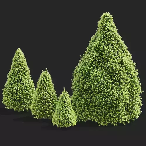 Picea glauca Daisys White trees