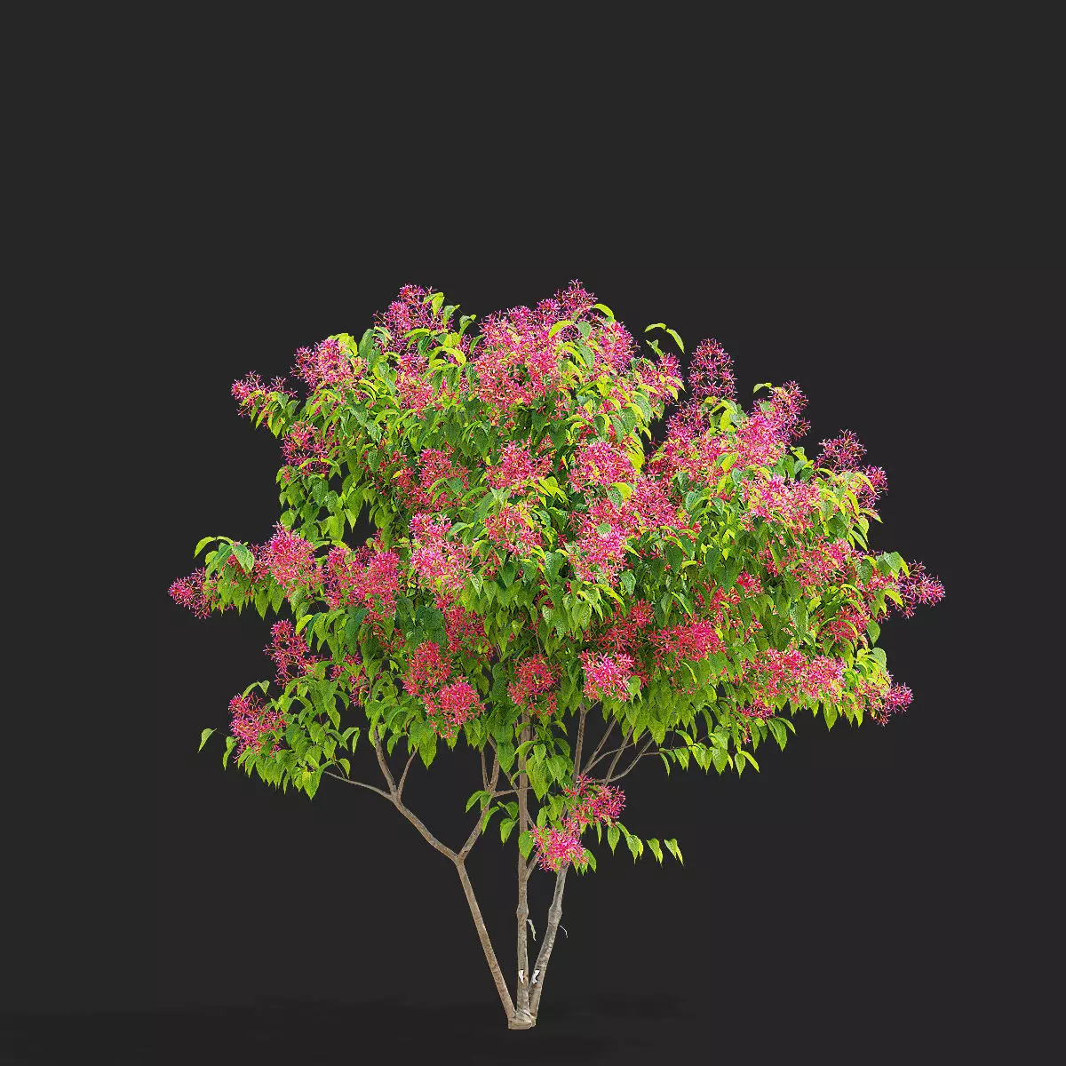 Heptacodium miconioides multistem bushes flowering 3D model_2