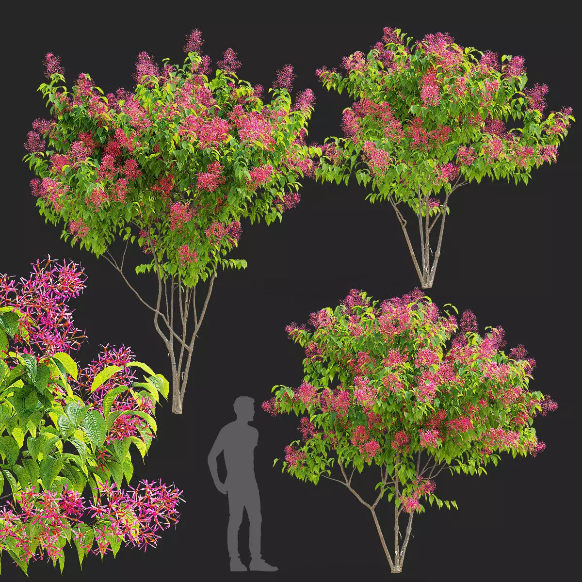 Heptacodium miconioides multistem bushes flowering 3D model_0