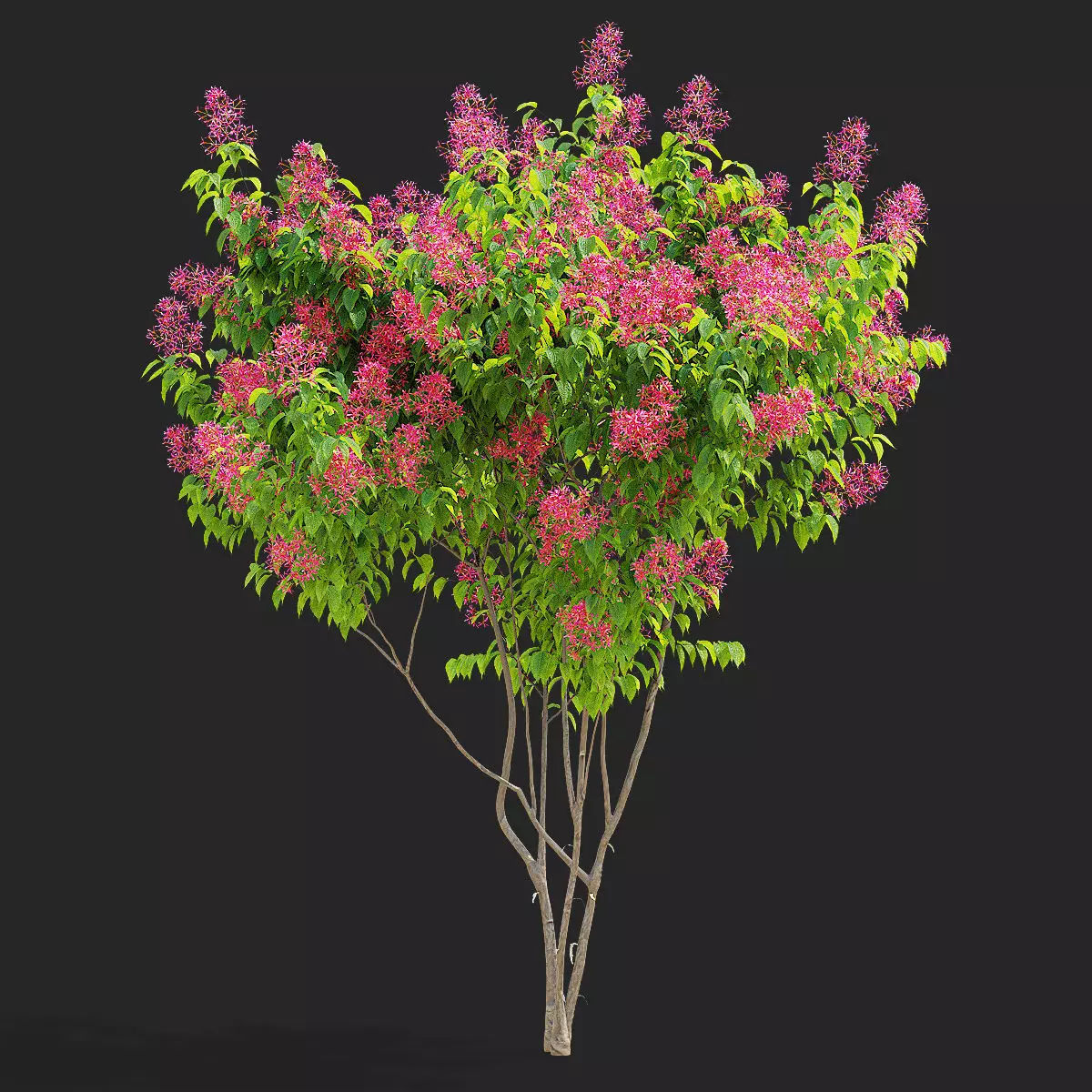 Heptacodium miconioides multistem bushes flowering 3D model_1
