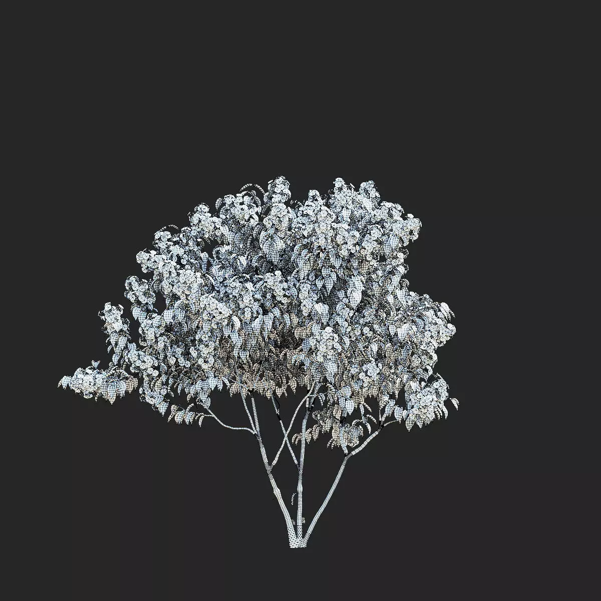 Heptacodium miconioides multistem bushes flowering 3D model_4