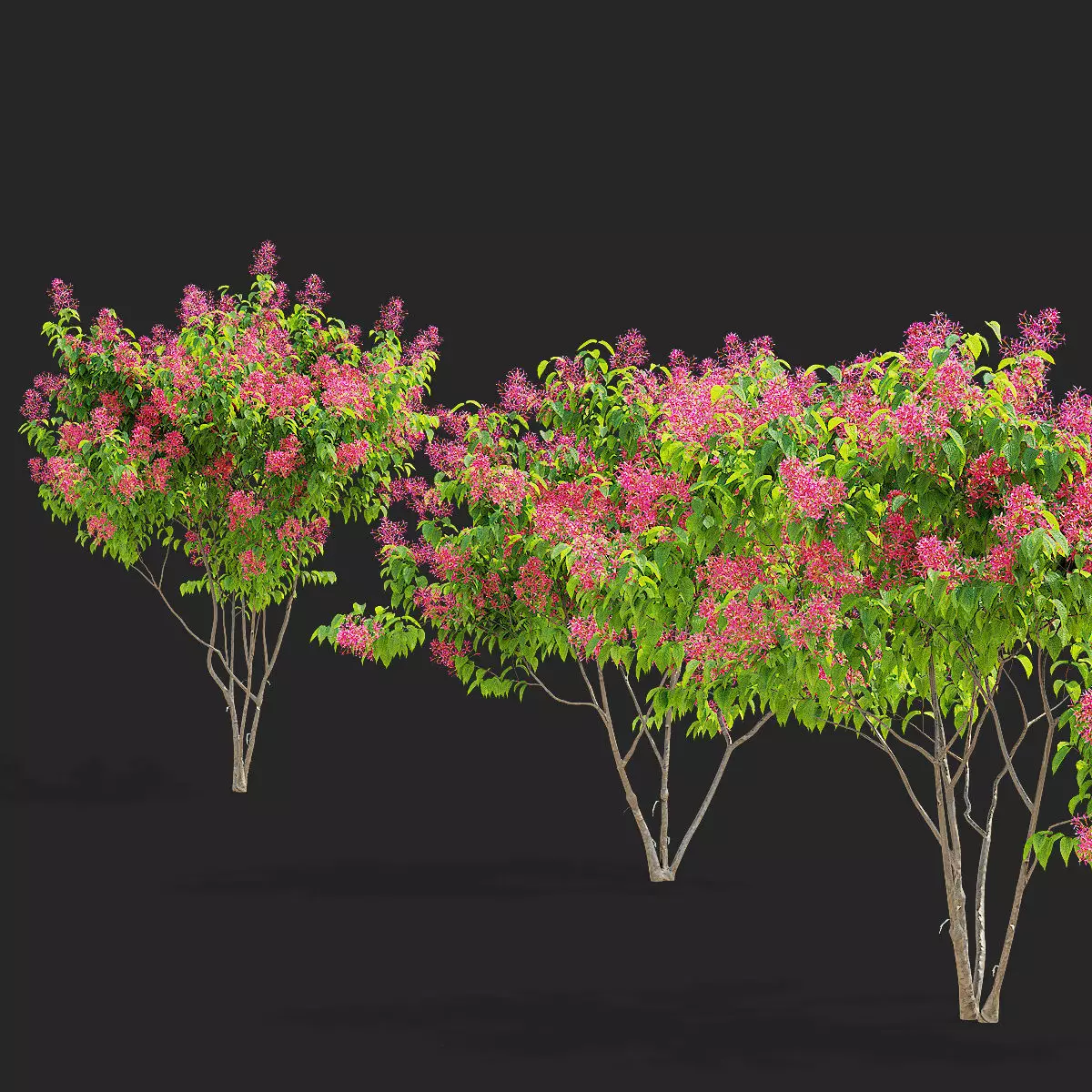 Heptacodium miconioides multistem bushes flowering 3D model_5