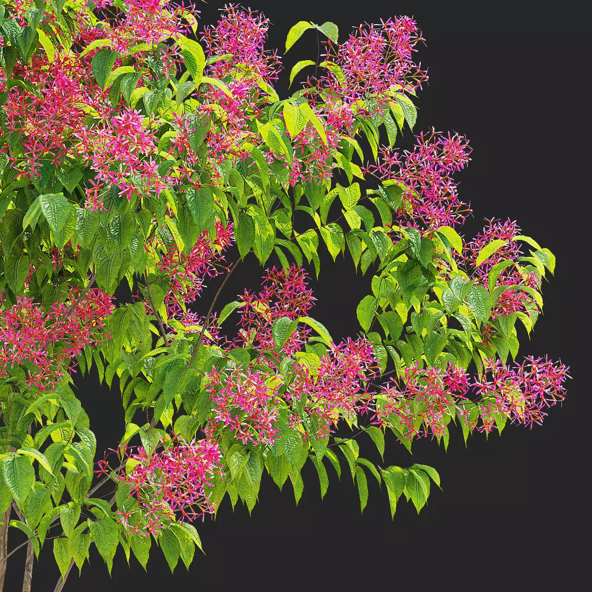 Heptacodium miconioides multistem bushes flowering 3D model_3