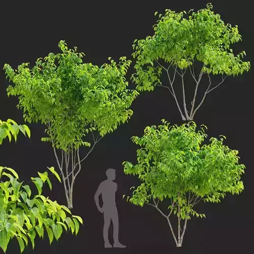 Heptacodium miconioides leaves