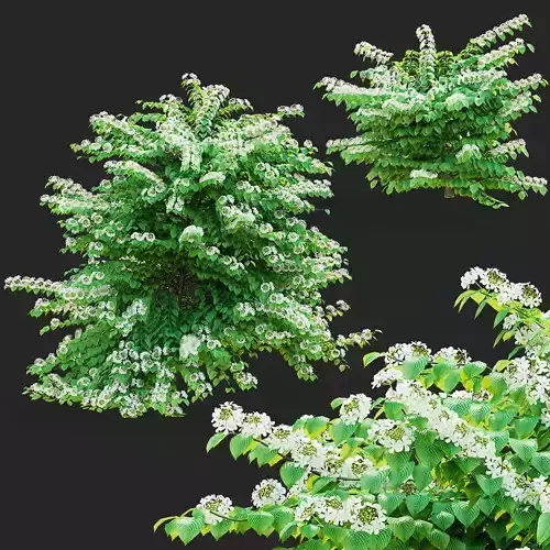 Viburnum plicatum bushes