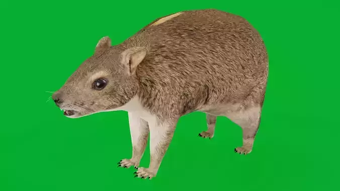 Yellow Spotted Rock Hyrax Low-poly 3D model