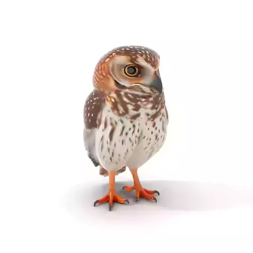 Spotted Owl model pack