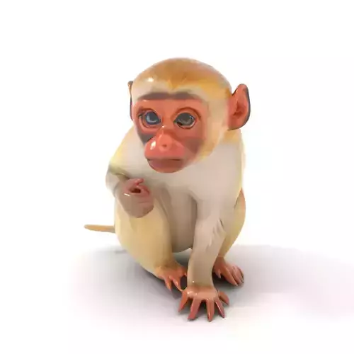 Golden Capuchin Monkey model pack Low-poly 3D model