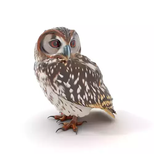 Spotted Owl Texture model pack Texture