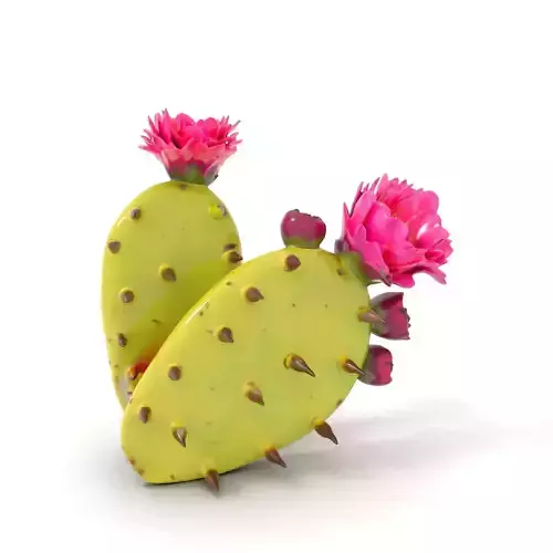 Prickly Pear Cactus Flower model pack Low-poly 3D model