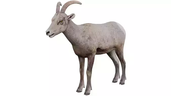 Bighorn Sheep 3D model